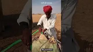 Rajasthan village desert 🐪 camel water #shortvideo #viralvideo #