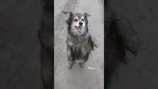 Happy Dogs Dancing a Jig || ViralHog