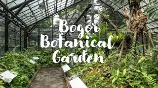 4K | Walk around in Kebun Raya Bogor, West Java, Indonesia