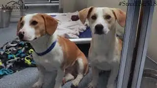 #SmallBiz518: Mohawk Hudson Humane Society