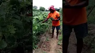 Snake Gourd Harvesting #shorts