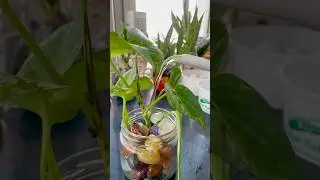 Money Plant Grow & Decor in Water #plantsdecor #plants #houseplants #homedecor #garden #nature #diy