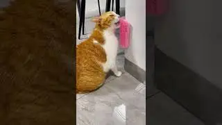 Cats are fun....#funnycats