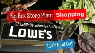 Магазин комнатных растений Big Box Store, Lowes Restock, Costa Farms, подвесные корзины, комнатные растения, покупки