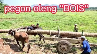 Sapi pegon muat kayu kelapa sampai oleng