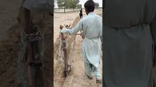 Boy Ploughing Field with His Donkey | Real Village Life