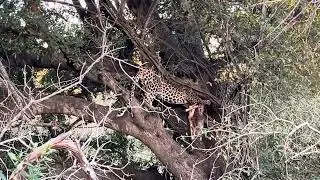 Leopard with an impala kill.