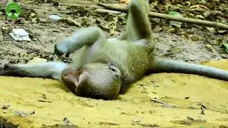 Lazy Monkey , Sleep & Eating ST1512 Mono monkey