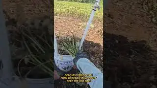 Iron barrel vs. inversion chair, which one is more labor-saving? The old farmer's method is amazing