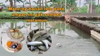 Mancing harian lele pake umpan ini gak sempat melamun