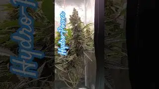 My Runtz Nr. 4 | #hydro #hydrokultur #hydroponik #hydroponic #hydroponics #rdwc #dwc #runtz #420 #4k