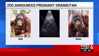 Orangutan at Omaha&rsquo;s Henry Doorly Zoo is pregnant