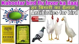 How to cure Pigeon bird flu !! Best Antibiotics for bird (Kabootar nazla )