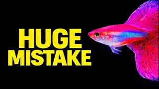 Don&rsquo;t Buy These Livebearer Fish (Tier List)
