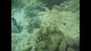Snorkeling near Sapi Island