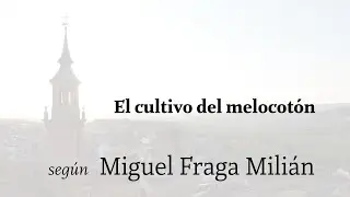 El cultivo del melocotón según Miguel Fraga | Calanda es Pasión | Bajo Aragón | Teruel