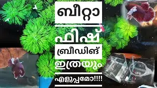 How to breed Betta fish | Malayalam  | Betta fish breading video|