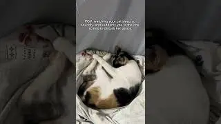 Feeling Guilty For Needing To Wake My Cat For Meds 🥺🙏🏻