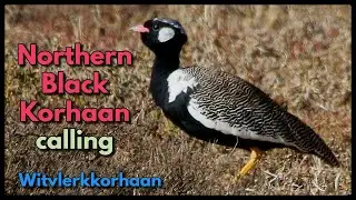 Northern Black Korhaan calling