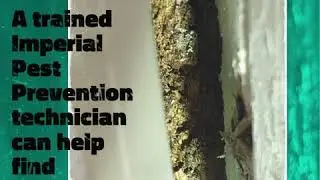 Imperial Pest Prevention