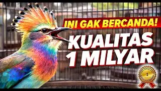 Mewah Super Gacor‼️ Masteran Burung Pro Player 🏆 Full Isian Juara 🔥