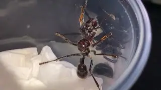 Bullet Ant! Unboxing & Setup (Paraponera clavata)