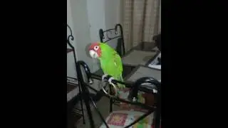 Loro de cabeza roja. Parte 5