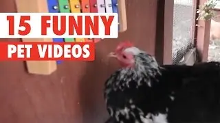 15 Funny Pet Videos Compilation 2016