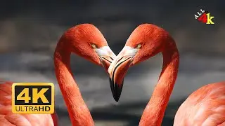 Amazing Birds Collection 4K | stunning and beautiful birds in ULTRA HD [4K]