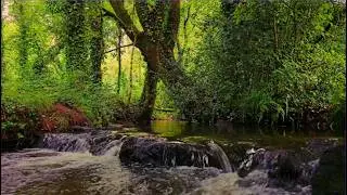 The song thrush song accompanied by the sounds of a forest stream 🌿 3 hours of forest atmosphere