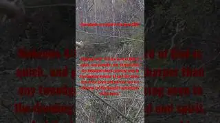 Giant buck missed with Primitive bow and arrow! #deerhunting #primitive #stonearrowhead #archery