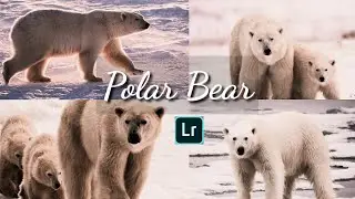 Polar Bear | Lightroom mobile presets | How to Edit | Polar Bear presets.