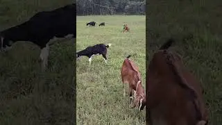 Goat Farming 🐐 | Bakri Palan 2025 🌾 Profit बढ़ाने का गारंटीड राज़ 💰