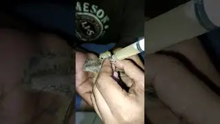 Feeding baby dove