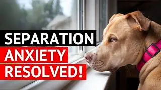 Leaving Your Dog Home ALONE? NEVER Make These Mistakes!