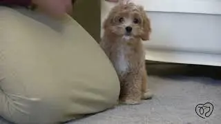 Maggie Mae's Graduation Video!