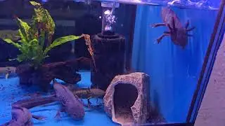 Axolotls hanging out!