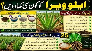 How to Transplant and Divide Aloe Vera Plants || Complete Care and Information for Aloe Vera Plants