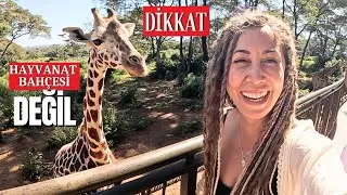 ZÜRAFALARLA BİR GÜN - Burası Afrika! Nairobi KENYA