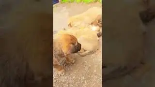 Do you love puppies ? 🐶|| Puppy love ❤️