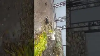 Собаки