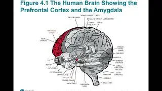 4 Contemporary BioSocial Theories
