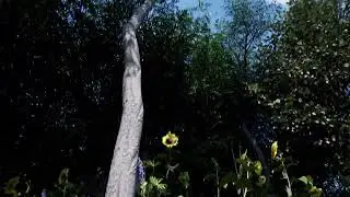 EG2 2025 Animacion Quiroga Camila TP07 Animacion Vegetacion