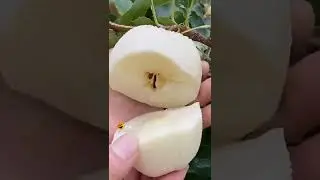 White Color 🍎 Apple 😲😯 Apple cutting Asmr