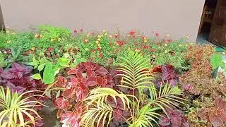 My 10Mani & Coleus Collection | Rhythu's World | My Garden |