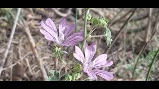 &lrm;@-earth.plants-animals&nbsp; Malva sylvestris,common mallow,m&euml;llaga(2)