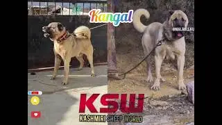 Kangal the guardian.turkish breed.