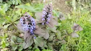 Kvetouc&iacute; zběhovec plaziv&yacute; (Ajuga reptans) cv.: V&aacute;clav Kovalč&iacute;k, duben 2025, Zl&iacute;n