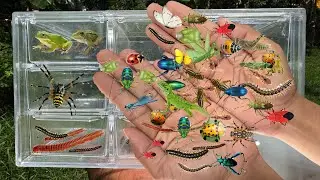 Catching insects in the garden, I got  Millipede, stinkbug, Beetle, frog, grasshopper,