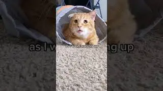 HARD TRUTHS from a CAT 😲😂 #youtubeshorts #cat #reels
